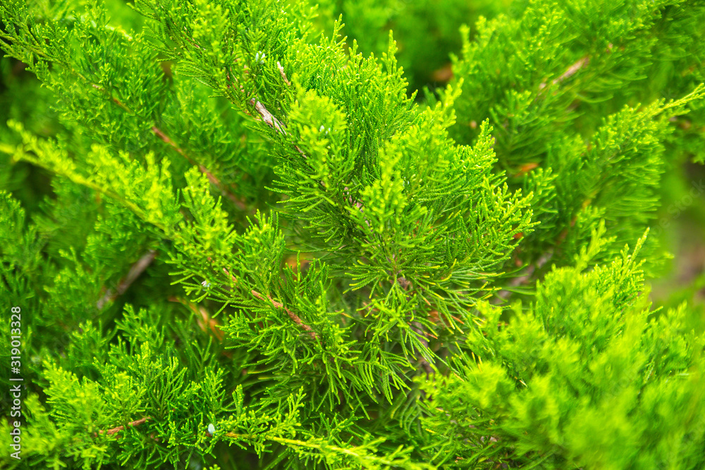 green branches of bright thuja in the park