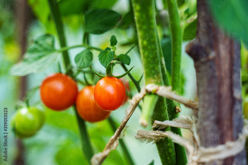 Tomatoes growing in a greenhouse. Vegetable growing concept Tomatoes growing in a greenhouse. Vegetable growing concept
