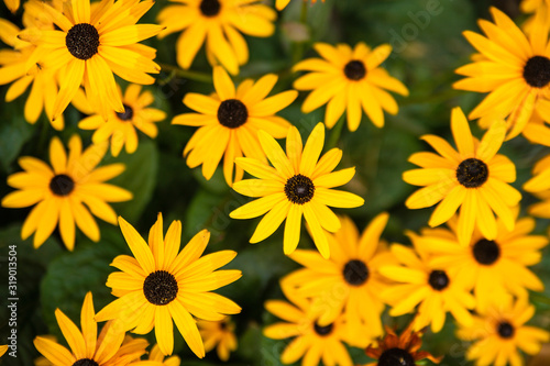 bright yellow flowers in foliage in a park