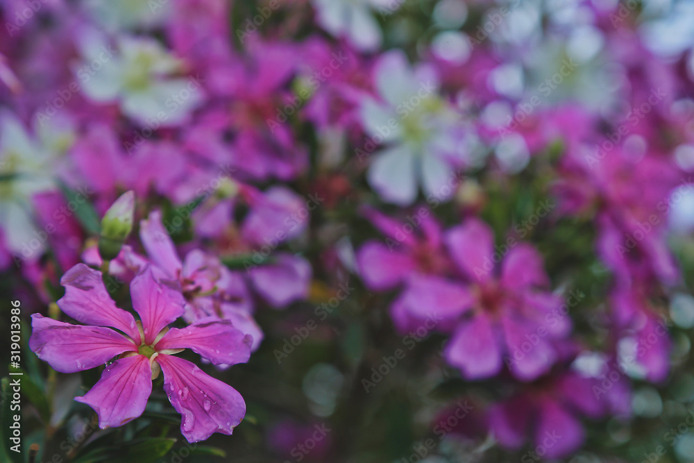 pink flowers in the garden / FLOR JARDIM RIO GRANDE DO SUL