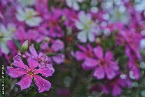 pink flowers in the garden / FLOR JARDIM RIO GRANDE DO SUL