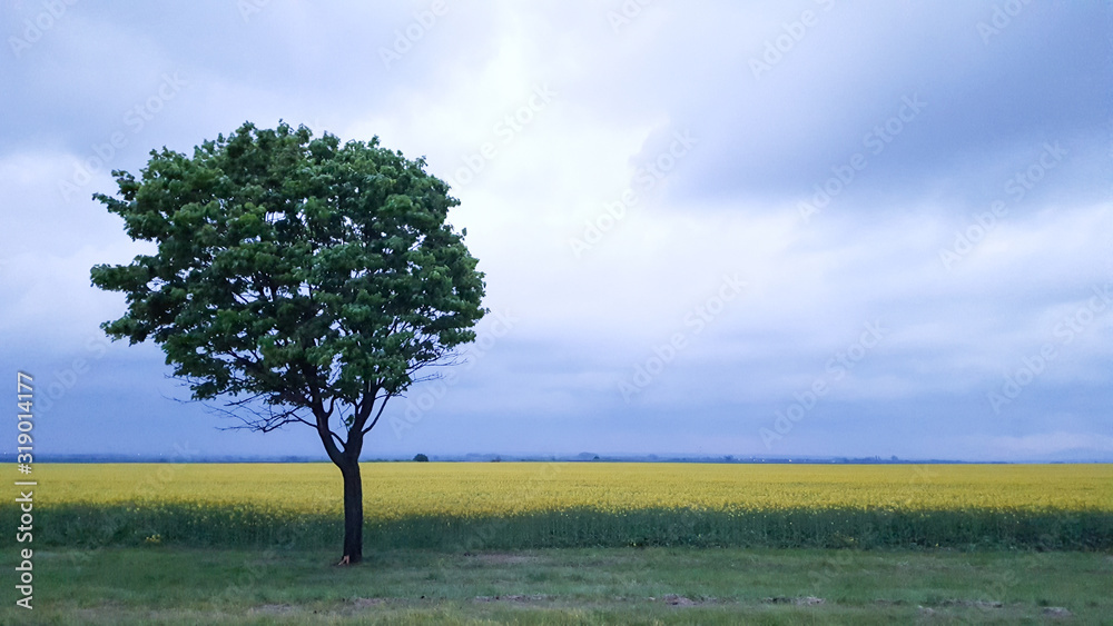 Obraz premium A lone tree next to a sugar beet