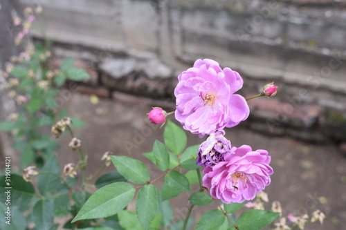 close up de flores moradas con backgrpund de pared de piedra gris