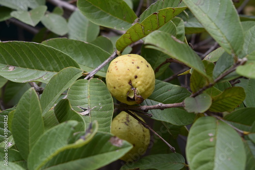 close up de fruto amarillo rodeado de hojas verdes