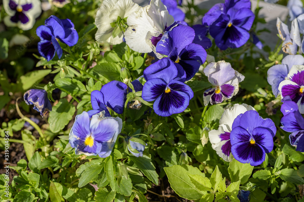 Delicate pansies (Viola tricolor) in the garden