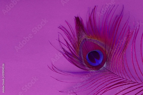 Detail of peacock feather eye on a pink background. Luxury Abstract Texture for Peafowl wallpaper, pink blue-green color. Indian Male peafowl extravagant plumage - eye-spotted tail of covert feathers.