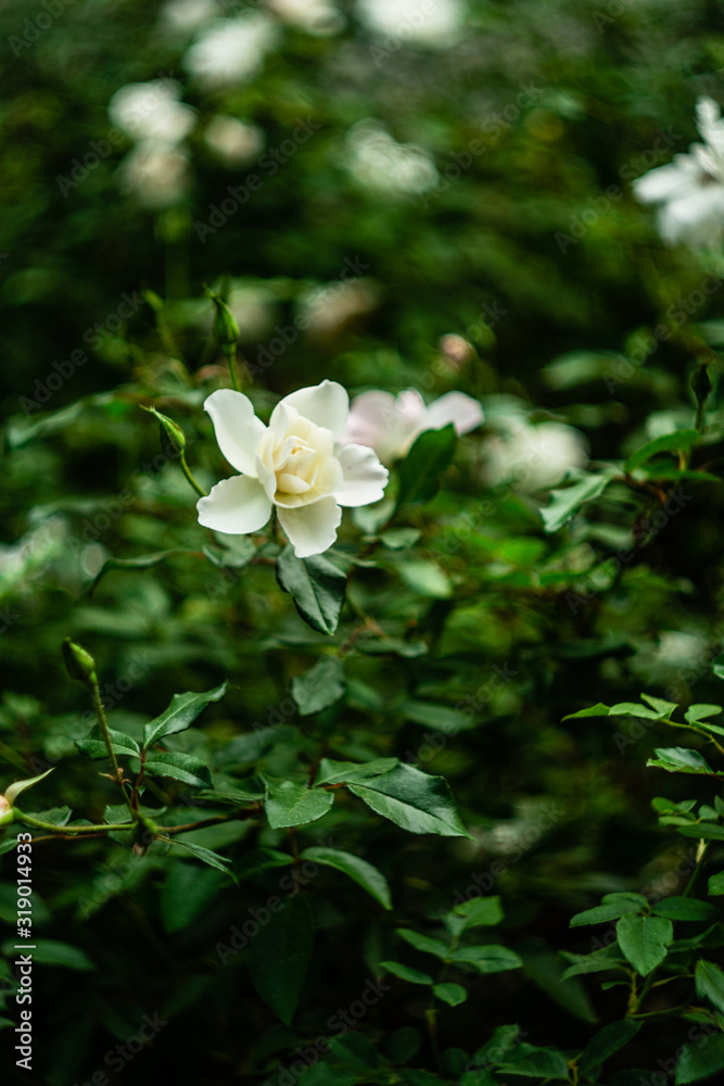white roses bloom in the garden, closeup roses, buds of white roses on a green background white roses bloom in the garden, closeup roses, buds of white roses on a green background