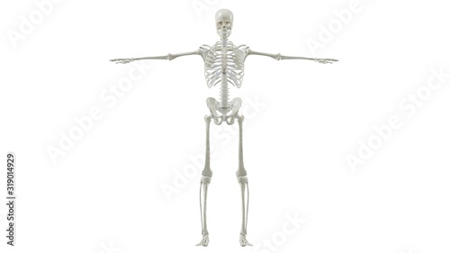 Skeleton Full Front 3D illustration Rendering 8k
