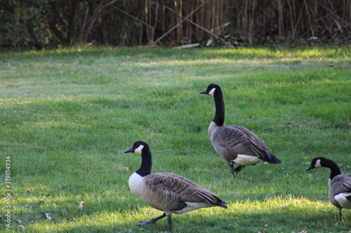 goose on grass