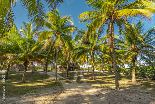 road across palm tree field © OscarLoRo
