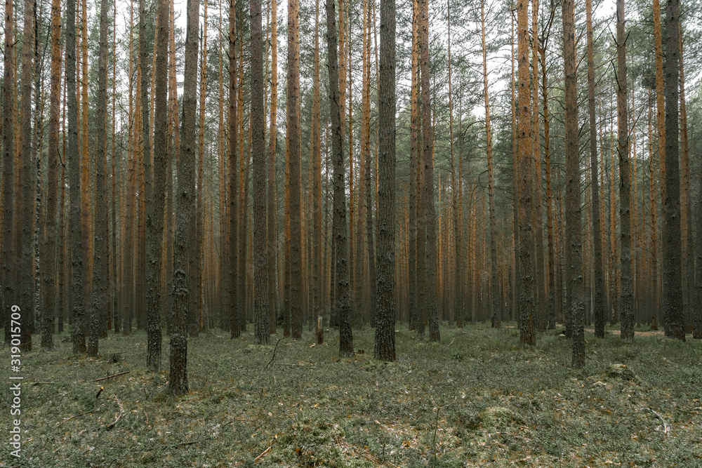 Fototapeta premium Silence in the pine forest in the autumn season.