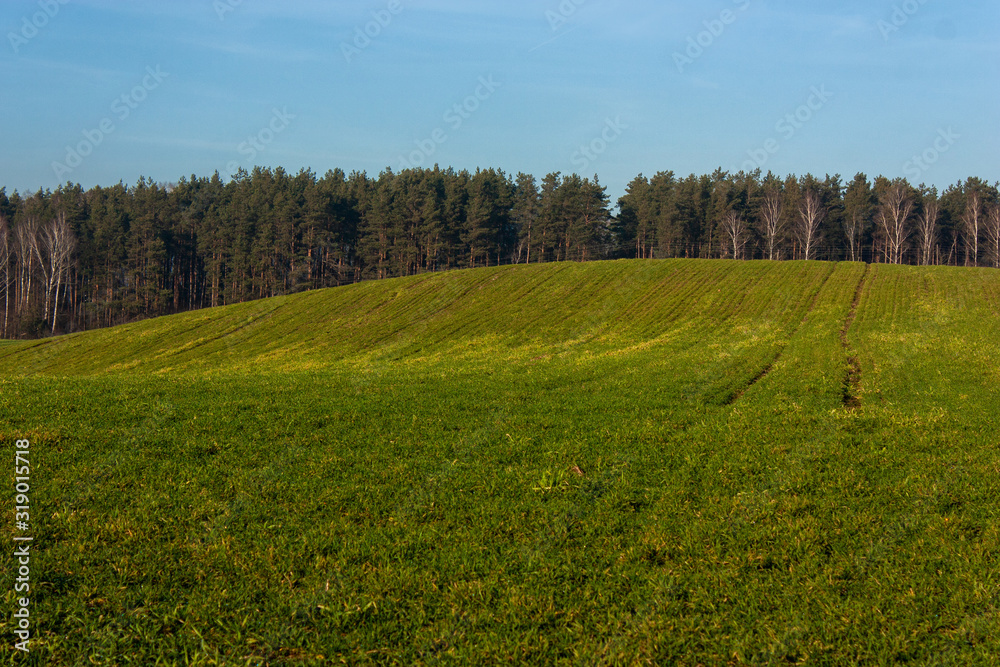 Belarus. The surroundings of Grodno. Hilly fields in green grass very early spring.