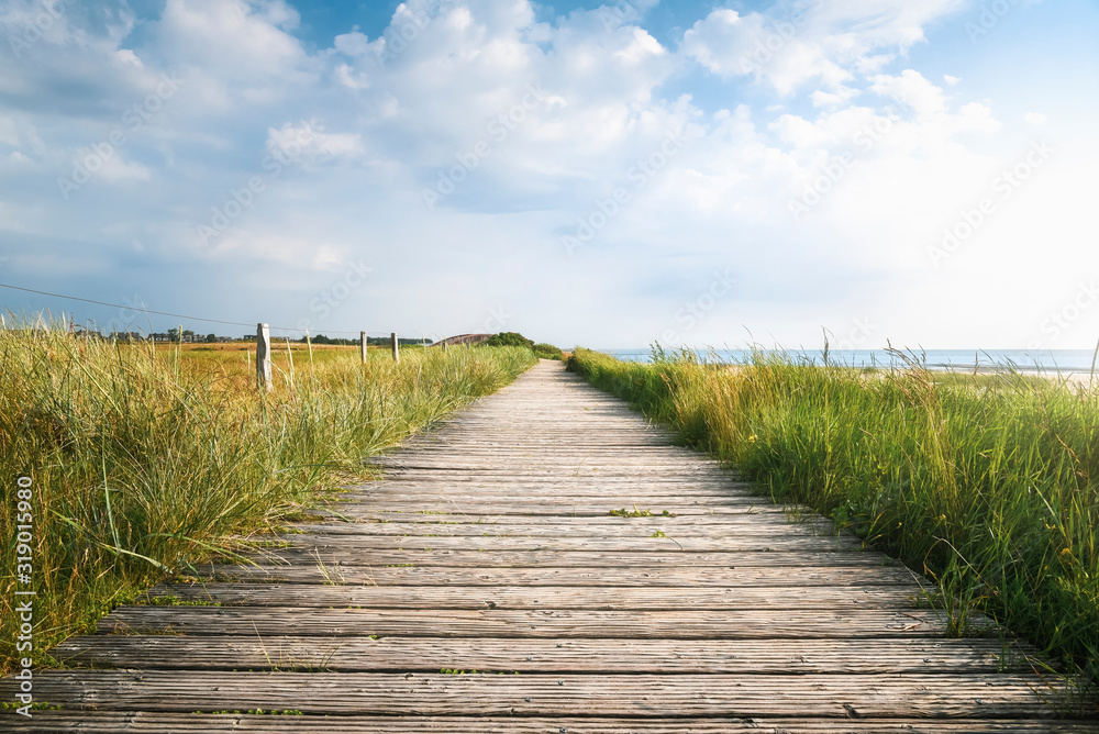 Wooden footpath and high grass in sunlight. Sylt summer landscape