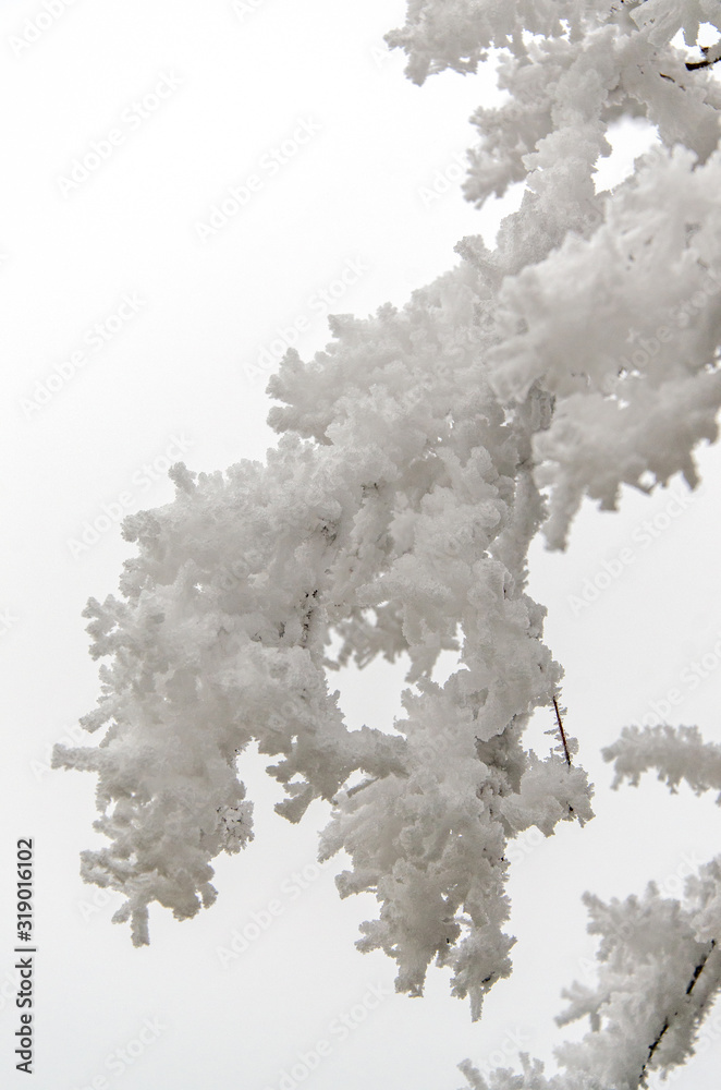 verschneiter Baum im Wald verschneiter Baum im Wald