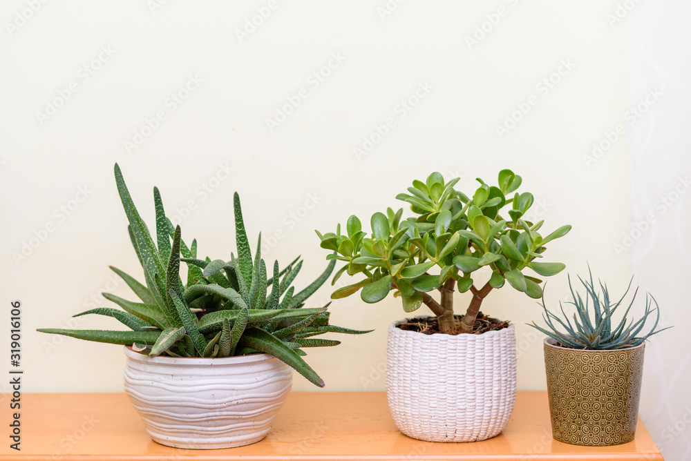 Fototapeta premium Home gardening. Indoor plants in flower pots in garden room.