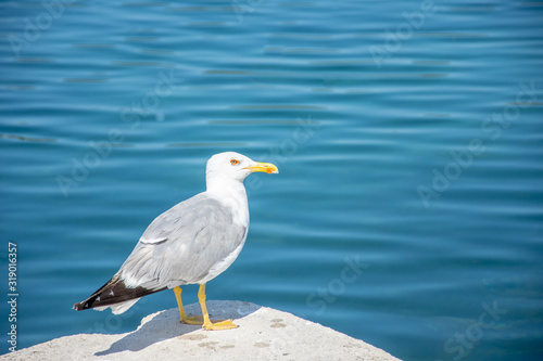 One seagull sitting on the pier and poses to me. Very nice close up photo of wild seabird with space for text.
