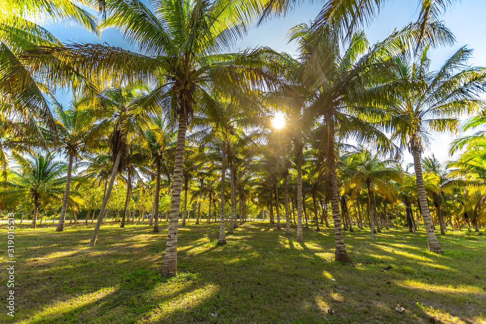 Obraz premium sun ray throught palm trees