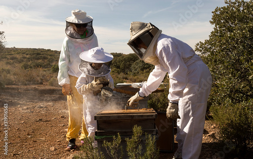 Φωτογραφία Beekeepers working collect honey. Beekeeping concept.
