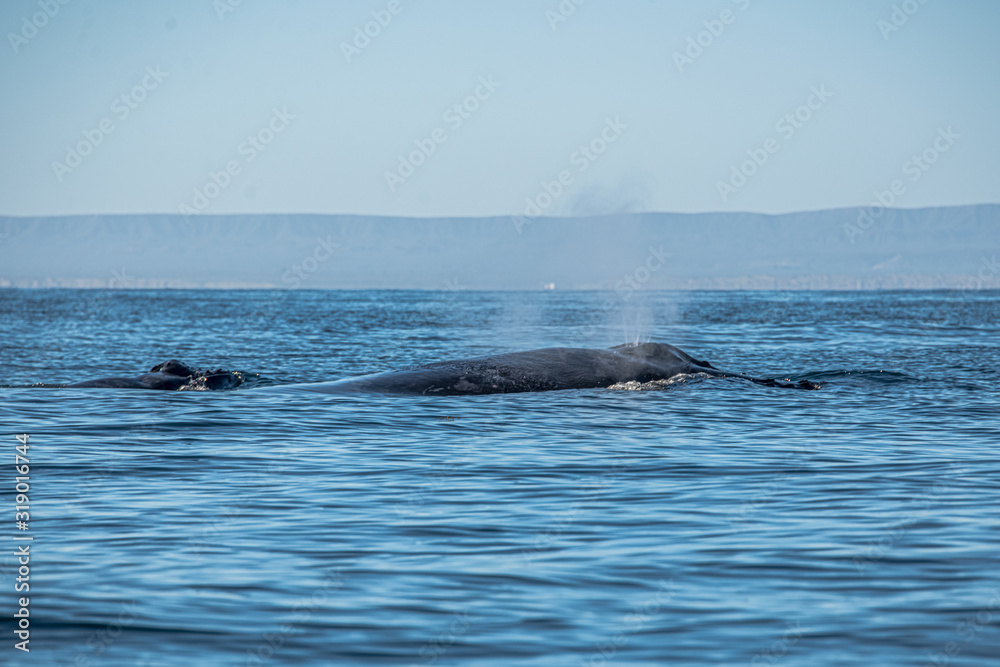 Obraz premium Humpback Whales- Mama and Baby