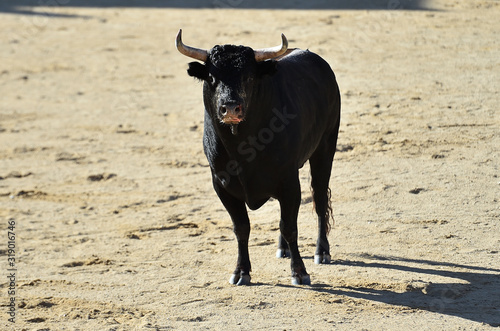 toro con grandes cuernos en una plaza de toros en españa