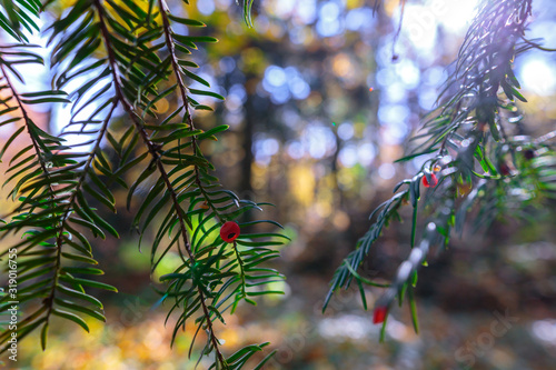 yew twig with red berries on autumn forest background