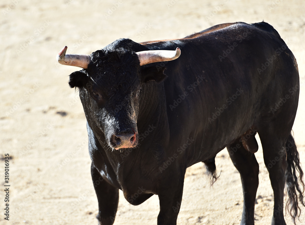 toro español con grandes cuernos en una plaza de toros
