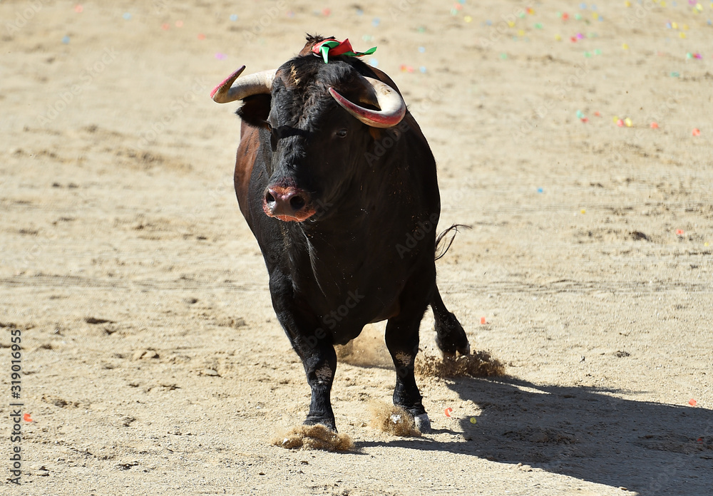 dangerous bull in spanish bullring with big horns dangerous bull in spanish bullring with big horns