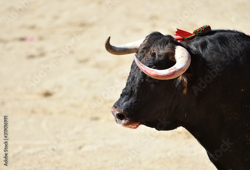 un toro tipico español