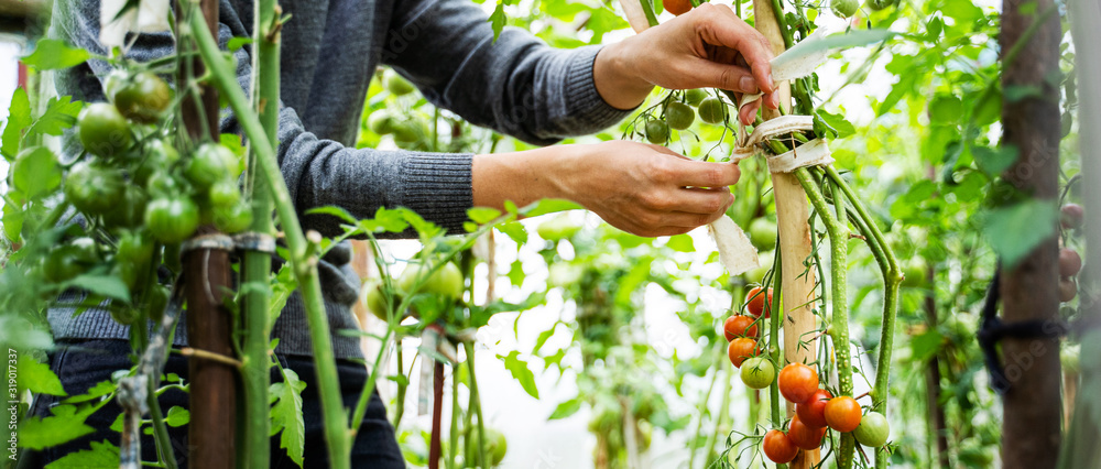 Woman caring for growing tomato fruits in a greenhouse - obrazy, fototapety, plakaty 