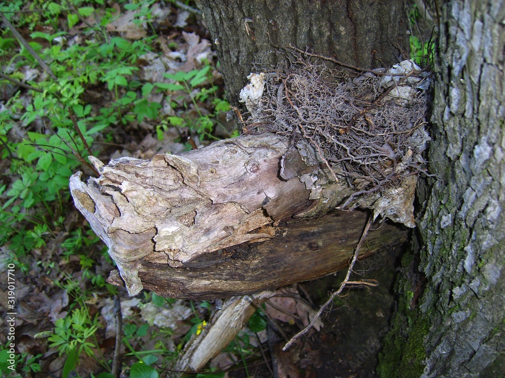abandoned bird's nest between tree trunks in the forest abandoned bird's nest between tree trunks in the forest