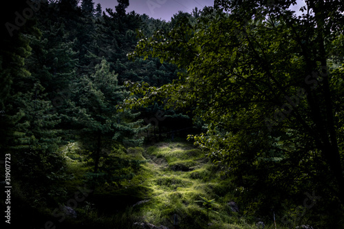 Dark Forest at evening