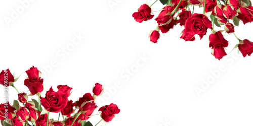 Fototapeta Naklejka Na Ścianę i Meble -  Beautiful flowers composition. Red rose flowers on white background. 8 March, Valentines Day, Easter, Birthday, Mother's day. Red roses background. Flat lay, top view, copy space. banner