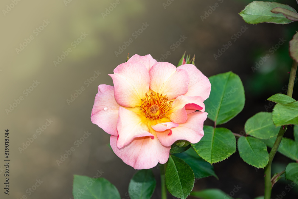 Flower of rosa odorata. Wild rose isolated on white background. Flower of rosa odorata. Wild rose isolated on white background.