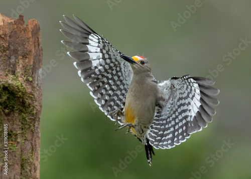 Golden-fronted Woodpecker (Melanerpes aurifrons), Rio Grande Valley, Texas