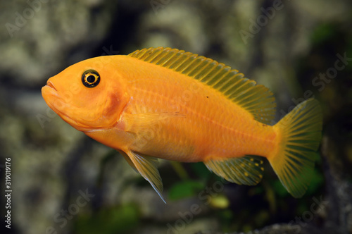 Maylandia estherae