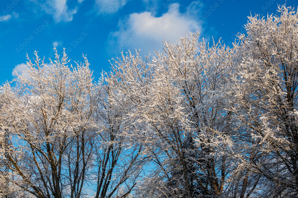 Snow Covered Trees Snow Covered Trees