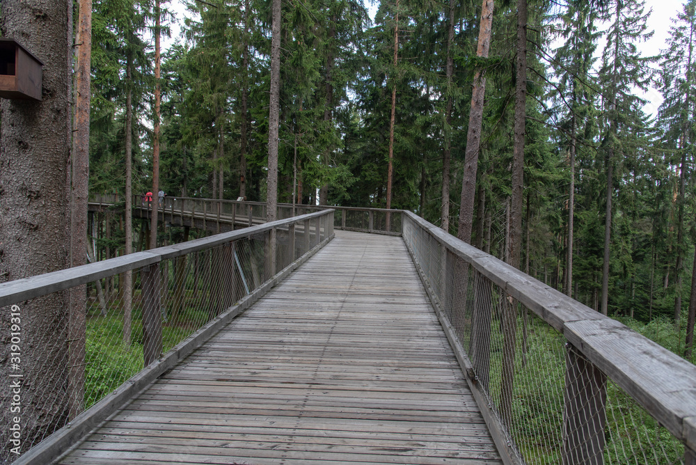 Treetop Walkway lignting, Sightseeing trail in tree crowns. Treetop Walkway lignting, Sightseeing trail in tree crowns.