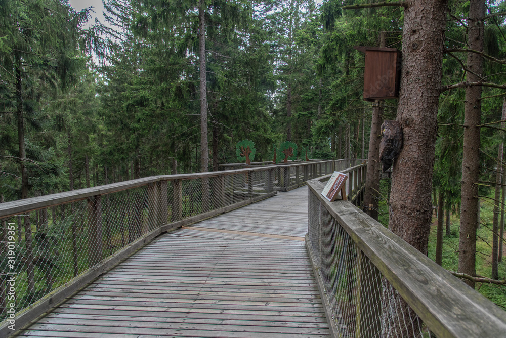 Treetop Walkway lignting, Sightseeing trail in tree crowns. Treetop Walkway lignting, Sightseeing trail in tree crowns.