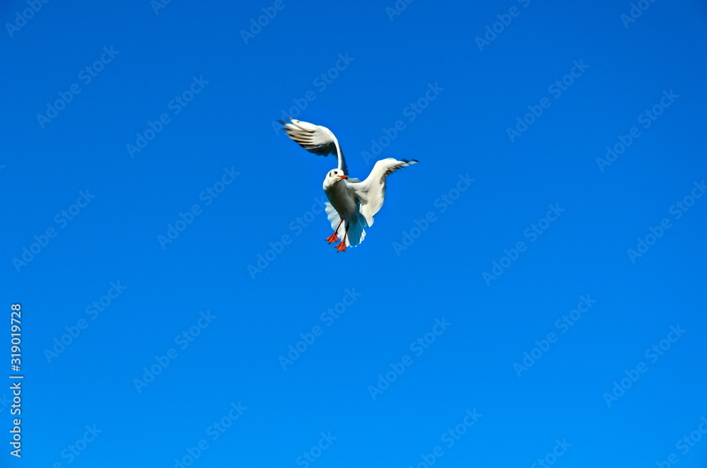 Obraz premium Fliegende Möwe im blauen wolkenlosen Himmel