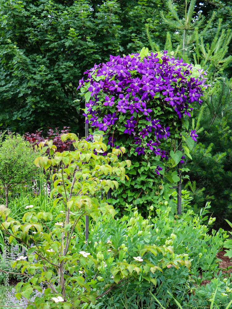 Brilliant purple jackmanii clematis in an impressionistic garden Brilliant purple jackmanii clematis in an impressionistic garden