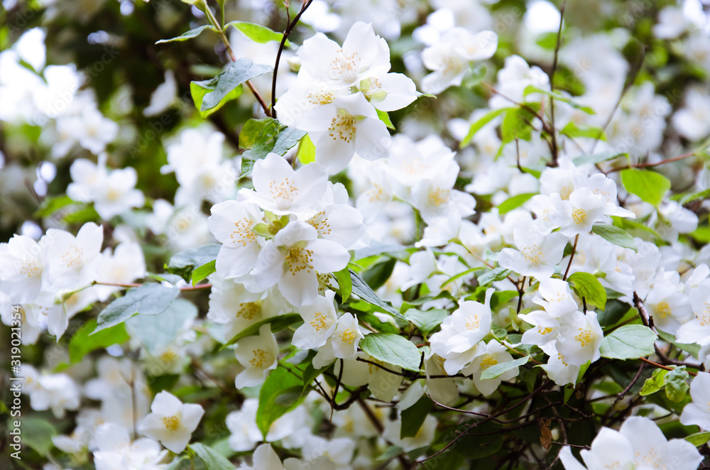 Blooming white jasmine bush in spring. White jasmine flowers. Spring flowers background. 