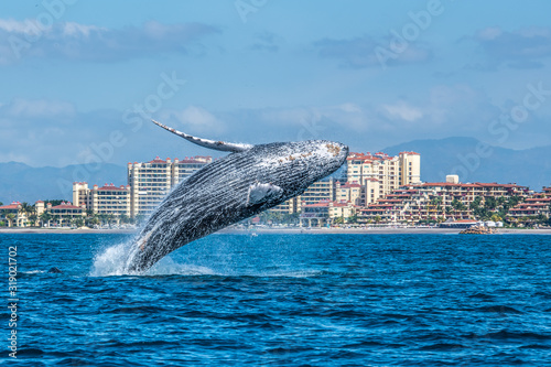 Breaching Humpback in front of Marina Vallarta photo