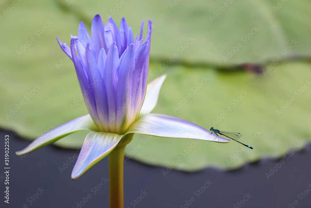 Fototapeta premium very juicy blooming Lotus in the pond close up