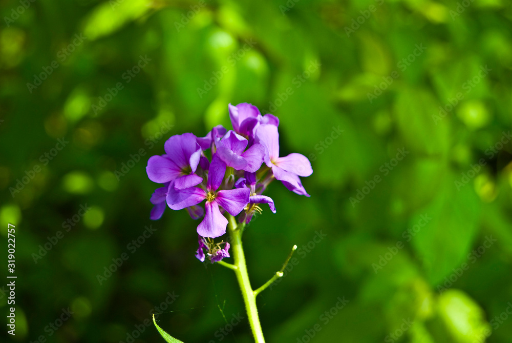 Purple FLower Purple FLower