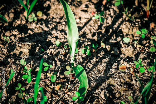 Young Plant in Soil