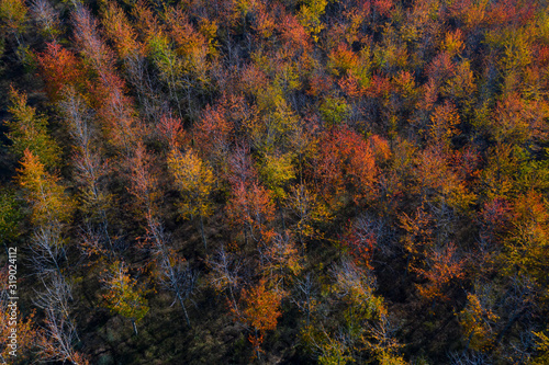 Cherry tree plantation with fall colors Cirueña, Autumn, La Rioja, Spain, Europe