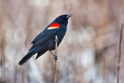 A Red-winged Blackbird (Agelaius phoeniceus) perches on a reed stalk to sing his song in early spring. photo