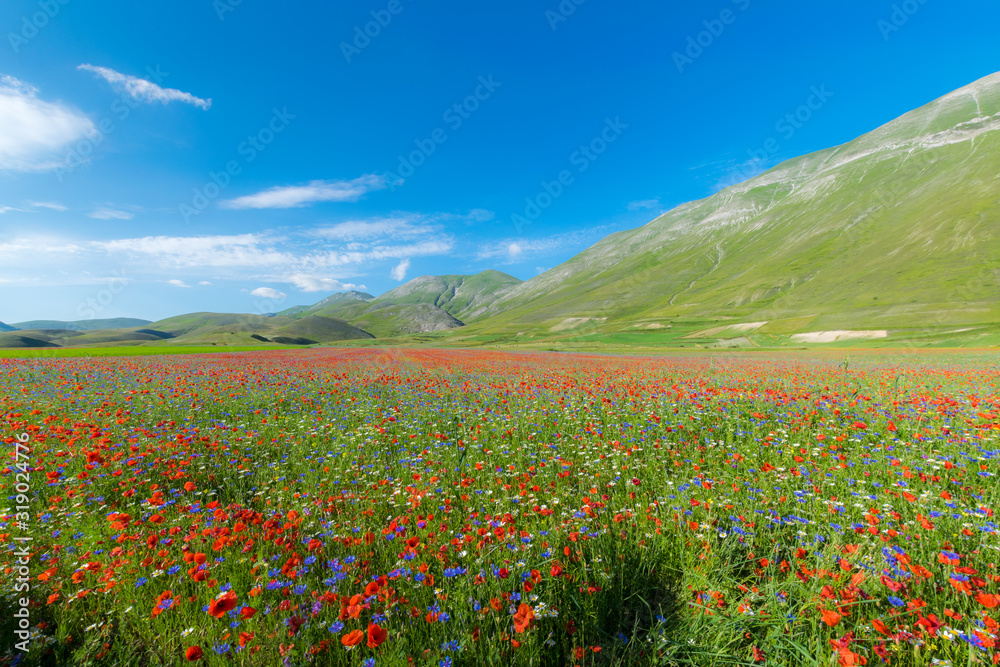Fields colored by the flowering of lentils at Castelluccio of Norcia