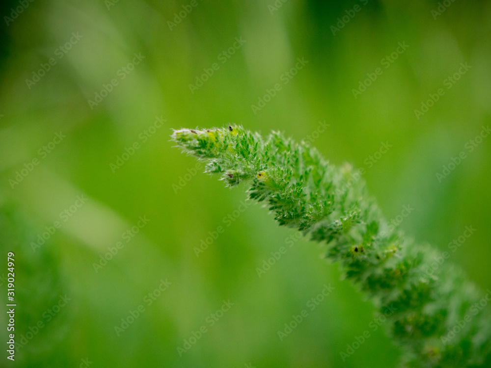 Yarrow in forest green grass field. Abstract close up view.