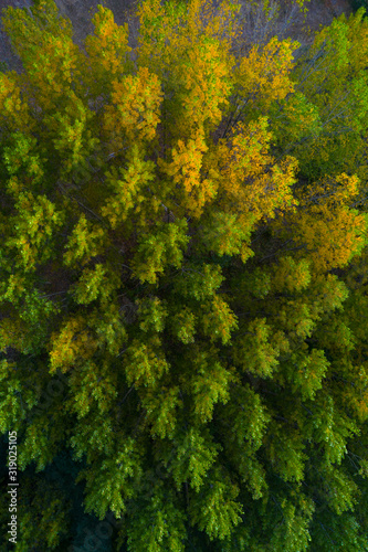 Poplar plantation with fall colors, Berceo, La Rioja, Spain, Europe